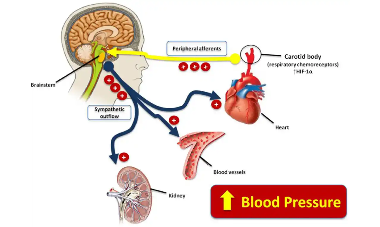 What is the Normal Range for Blood Pressure?