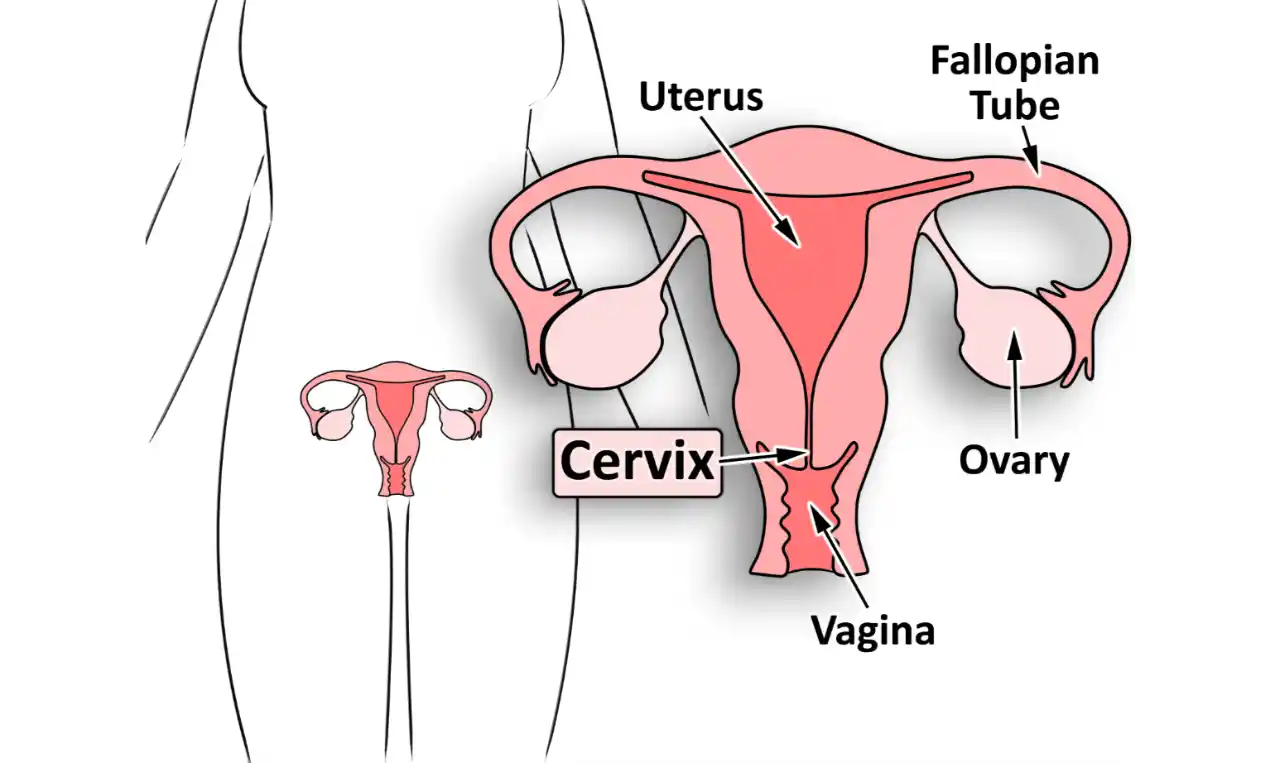 Cervical cancer   Symptoms, Causes , Diagnosis and Unknown Facts