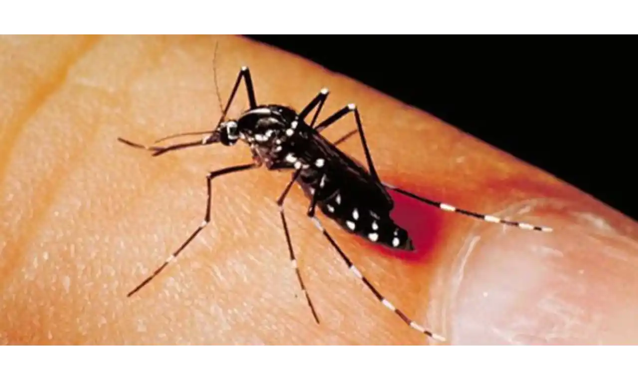 Dengue Fever   Symptoms, Causes , Diagnosis and Unknown Facts